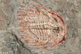 Two Colorful Kettneraspis Trilobite - Timrzit , Morocco #270569-2